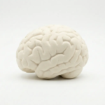 side-of-offwhite-brain-shaped-stress-ball